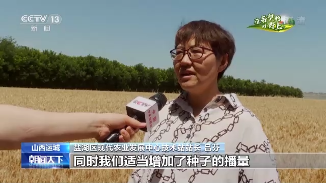 在希望的田野上·三夏時節丨抓緊搶收晚播小麥 確保顆粒歸倉