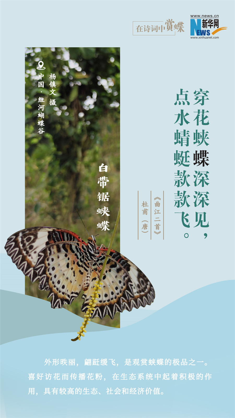 創意海報|在詩詞中賞蝶：翩翩舞態 詩以詠蝶