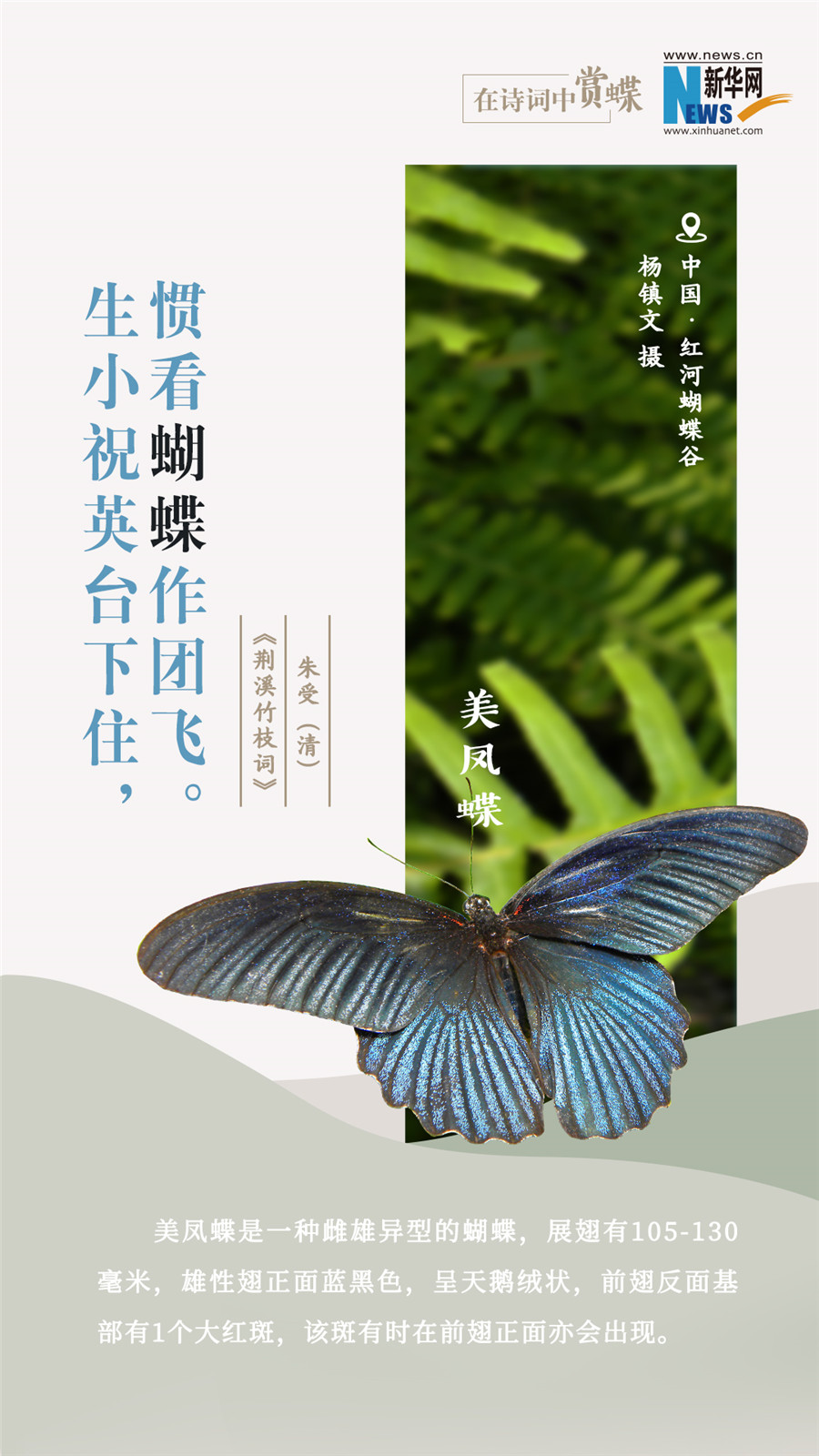 創意海報|在詩詞中賞蝶：翩翩舞態 詩以詠蝶