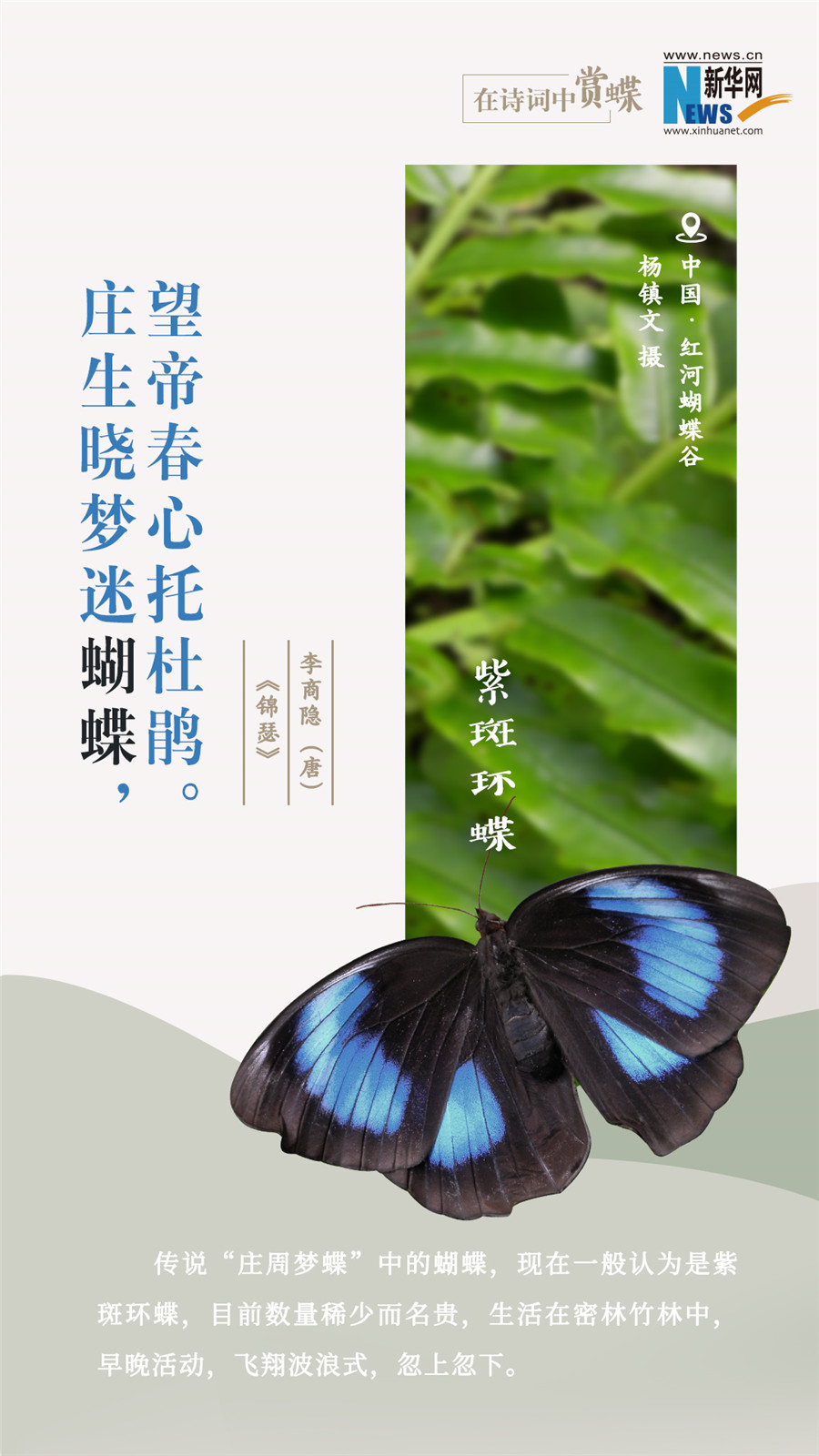 創意海報|在詩詞中賞蝶：翩翩舞態 詩以詠蝶