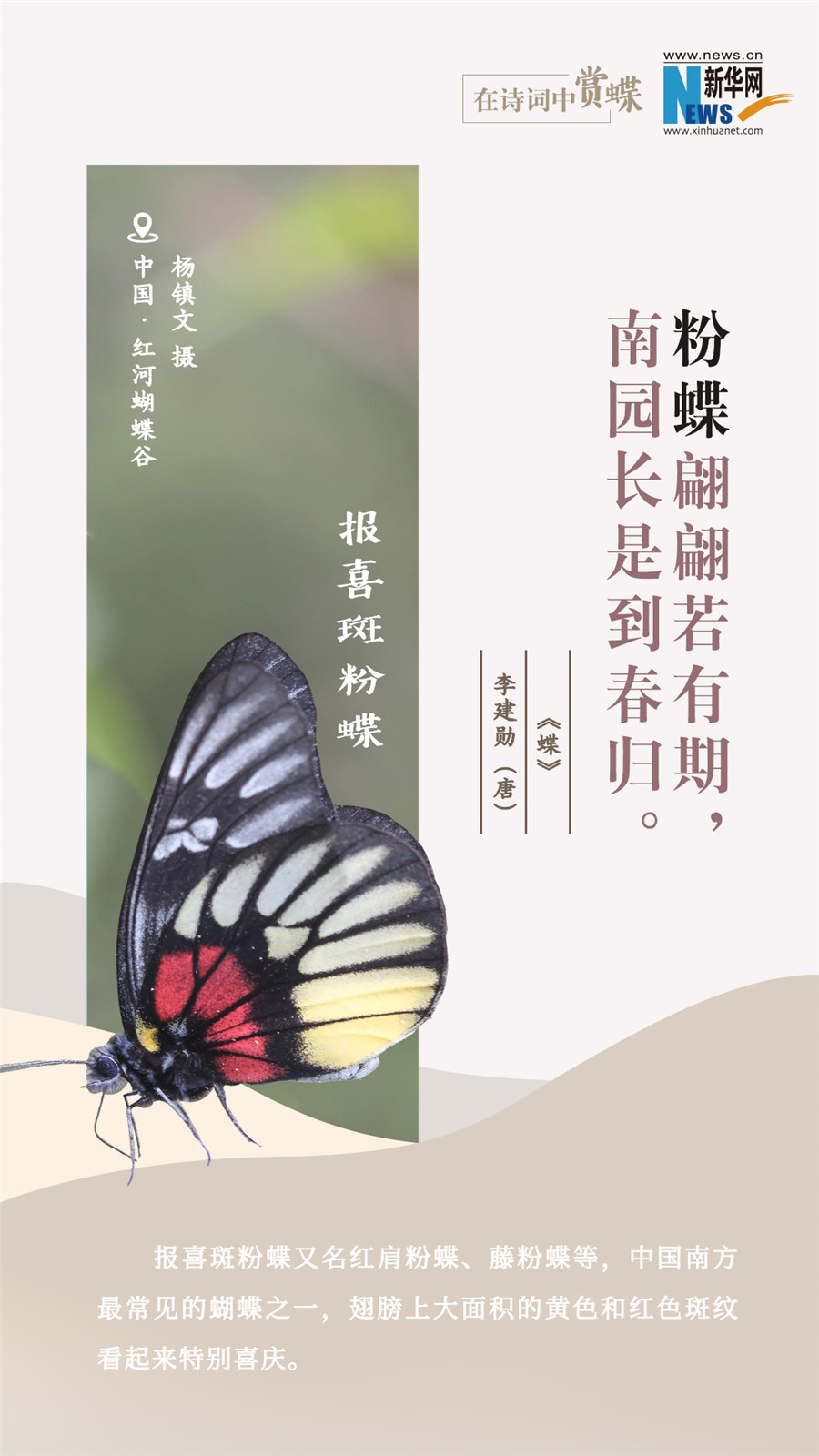 創意海報|在詩詞中賞蝶：翩翩舞態 詩以詠蝶