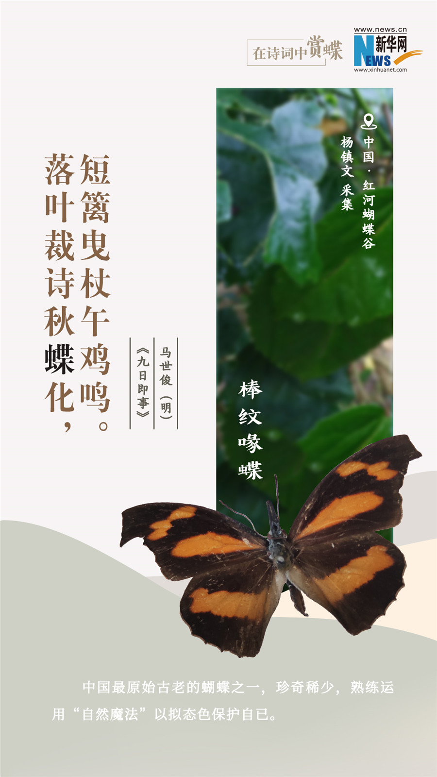 創意海報|在詩詞中賞蝶：翩翩舞態 詩以詠蝶