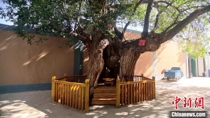 圖為阿河灘地質(zhì)文化村樹(shù)齡高達(dá)800年的空心古榆樹(shù)。　張海雯 攝