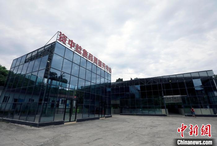 四川資中：“中國鯰魚之鄉”鯰魚游出致富路