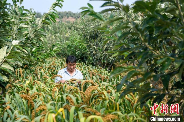 農(nóng)業(yè)專家劉正理正在查看谷子生長(zhǎng)情況。　趙亮 攝