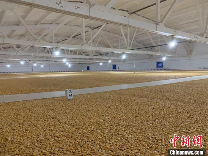 倉(cāng)內(nèi)清涼干爽、遍地金黃，上千平方米的糧食盡收眼底。　王惠琳 攝