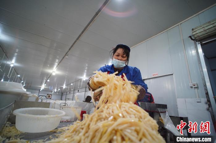 圖為一名工人正在處理切成條狀后的酸筍。　韋國(guó)政 攝