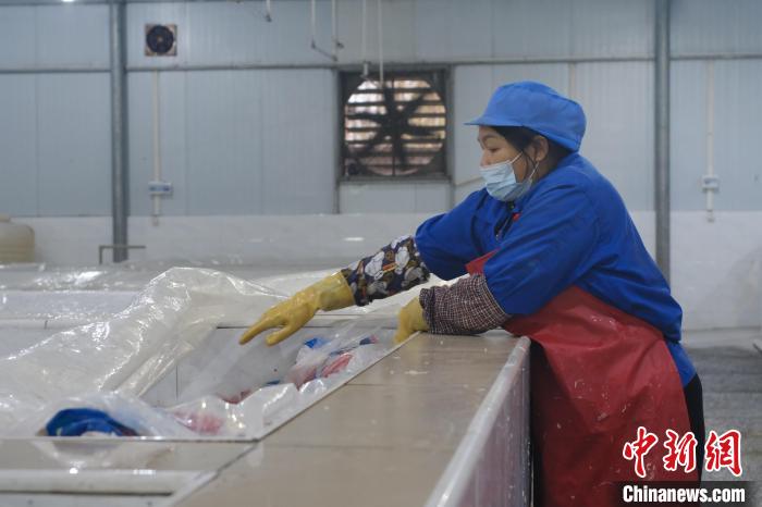 圖為一名工人正在檢查酸筍腌制情況。　劉俊聰 攝