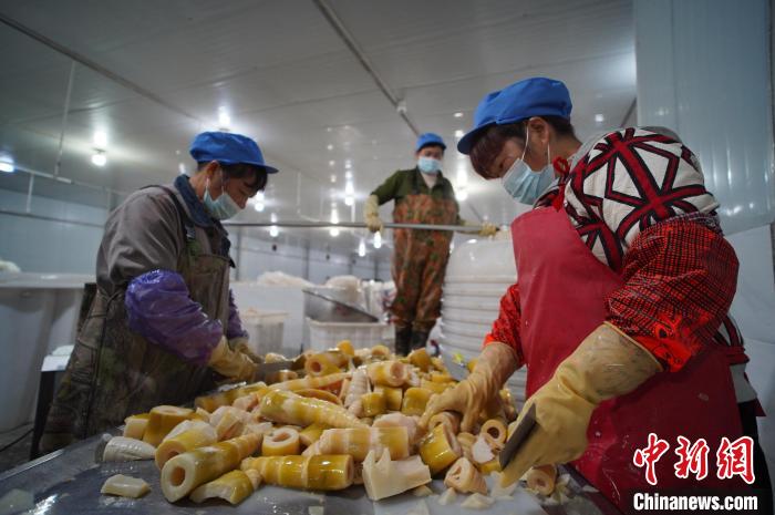 圖為多名工人正在將酸筍切成小塊。　韋國(guó)政 攝