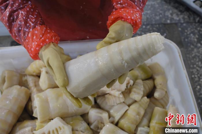 圖為整根腌制后撈出的酸筍。　劉俊聰 攝