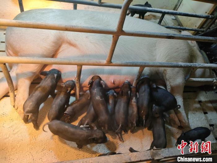 安徽農業大學成功培育安徽省首批體細胞克隆地方豬