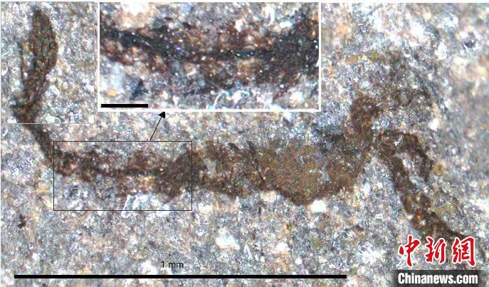 一個(gè)類似于寒武紀(jì)大附肢綱節(jié)肢動(dòng)物Yohoia的新物種(圖片來自Joe Botting)。　施普林格·自然 供圖