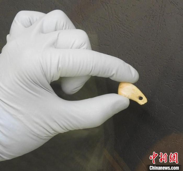 打孔鹿牙墜飾提取DNA后(圖片來自馬克斯·普朗克演化人類學(xué)研究所)。　施普林格·自然 供圖