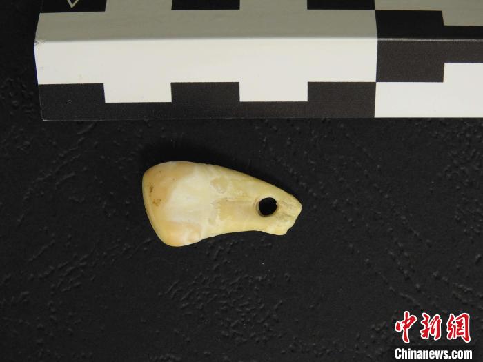 在南西伯利亞丹尼索瓦洞發(fā)現(xiàn)的打孔鹿牙墜飾(圖片來自馬克斯·普朗克演化人類學(xué)研究所)。　施普林格·自然 供圖