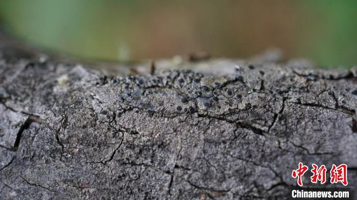 研究發現：餅干衣屬中國特有種“消失”110年后重現青藏高原