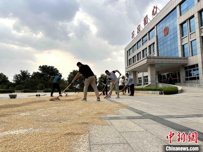 平原縣組織志愿者幫助農民晾曬小麥?！垈?攝