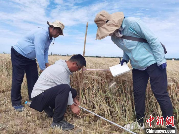 去年新疆冬小麥高產(chǎn)紀(jì)錄是863.8公斤。　薛瑋 攝