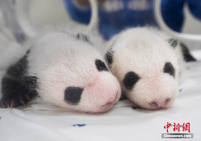 當(dāng)?shù)貢r間8月7日，韓國三星愛寶樂園公布雌性雙胞胎大熊貓幼崽(左為姐姐，右為妹妹)于6日拍攝的滿月照。愛寶樂園 供圖