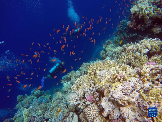 10月2日,人們?cè)诎<拔髂伟雿u達(dá)哈布藍(lán)洞內(nèi)的珊瑚旁深潛。新華社記者 隋先凱 攝