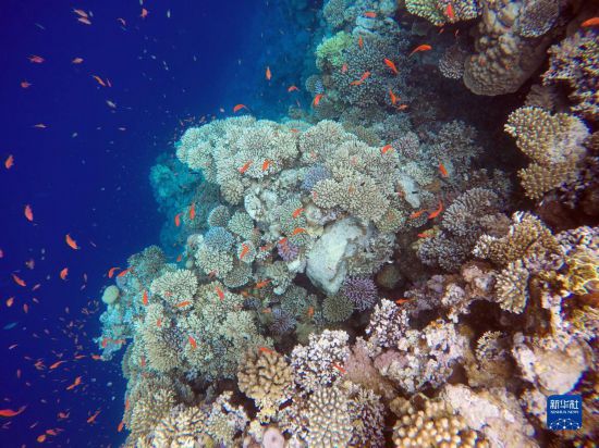 這是10月2日在埃及西奈半島達(dá)哈布藍(lán)洞內(nèi)拍攝的珊瑚和魚類。新華社記者 隋先凱 攝