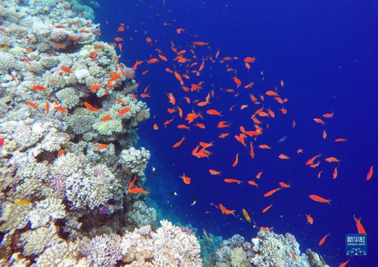 這是10月2日在埃及西奈半島達(dá)哈布藍(lán)洞內(nèi)拍攝的珊瑚和魚類。新華社記者 隋先凱 攝