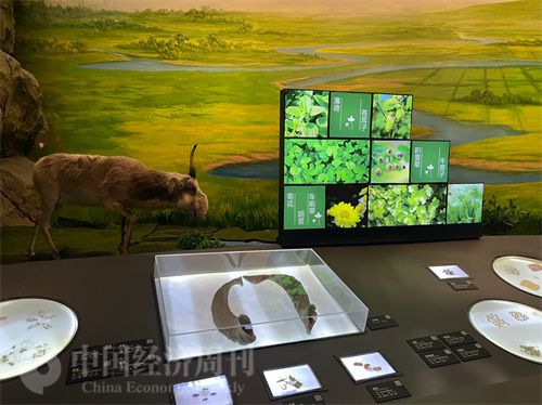   （中醫藥博物館展出的各類中藥材令人應接不暇。中國經濟周刊記者 郭志強 攝）