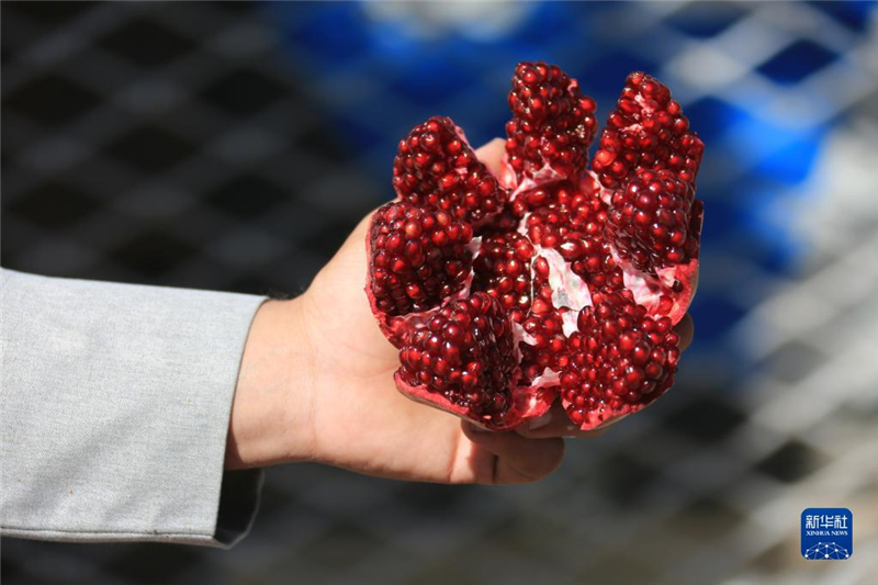 11月10日，在阿富汗首都喀布爾，商販展示產自阿富汗南部坎大哈省的石榴。新華社發（塞夫拉赫曼·薩菲攝）