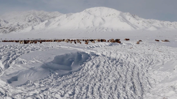 蒙古國(guó)近日發(fā)生雪災(zāi)。圖片來源：蒙政府網(wǎng)站