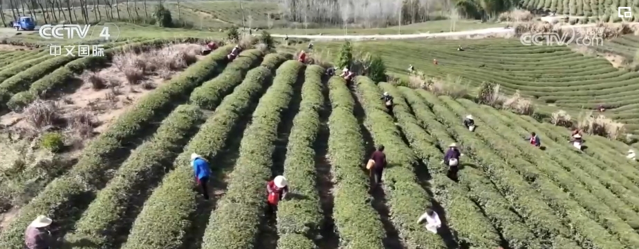 “春日經濟”熱力十足 “賞花+”融合煥新創造發展場景式消費新機遇