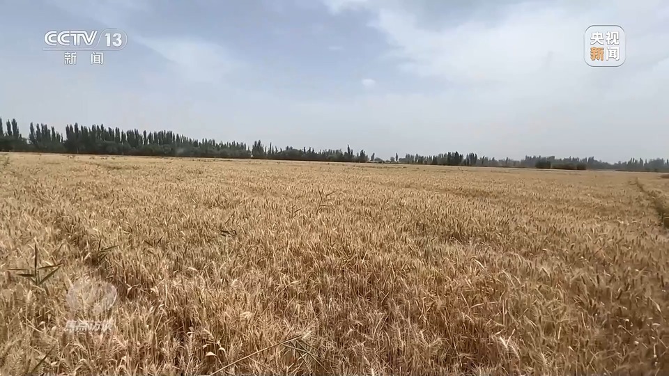 焦點訪談丨一粒良種 萬擔好糧 探索農作物高產高質“新密碼”