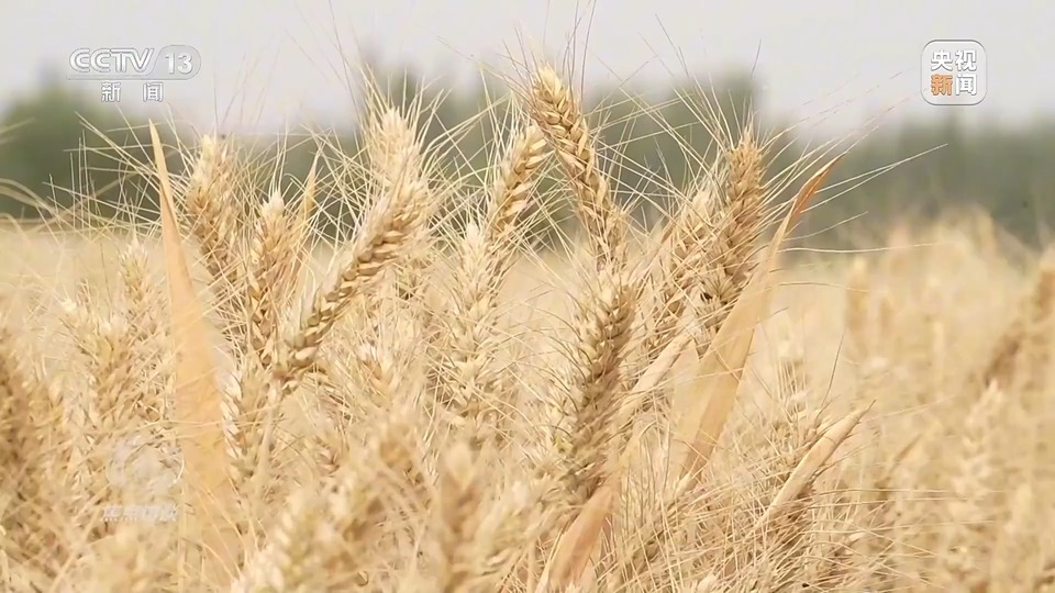 焦點訪談丨一粒良種 萬擔好糧 探索農作物高產高質“新密碼”