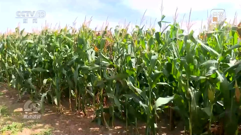 焦點訪談丨一粒良種 萬擔好糧 探索農作物高產高質“新密碼”