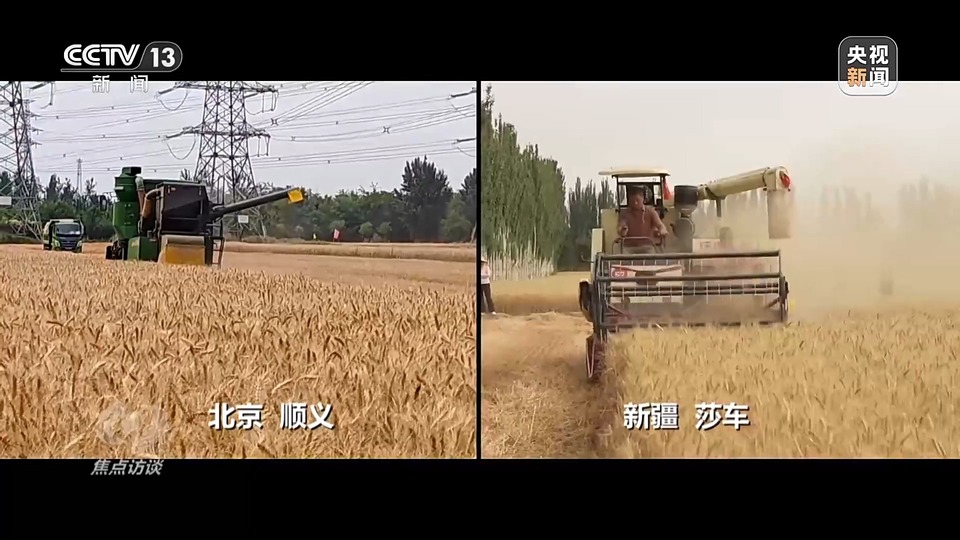 焦點訪談丨一粒良種 萬擔好糧 探索農作物高產高質“新密碼”