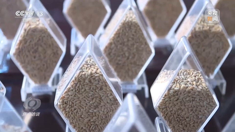 焦點訪談丨一粒良種 萬擔好糧 探索農作物高產高質“新密碼”