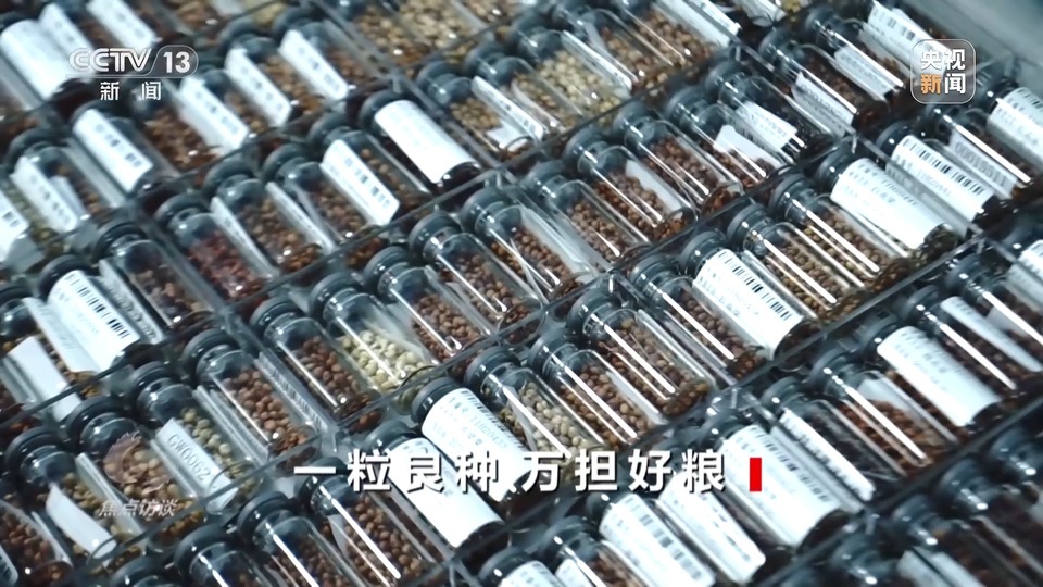 焦點訪談丨一粒良種 萬擔好糧 探索農作物高產高質“新密碼”