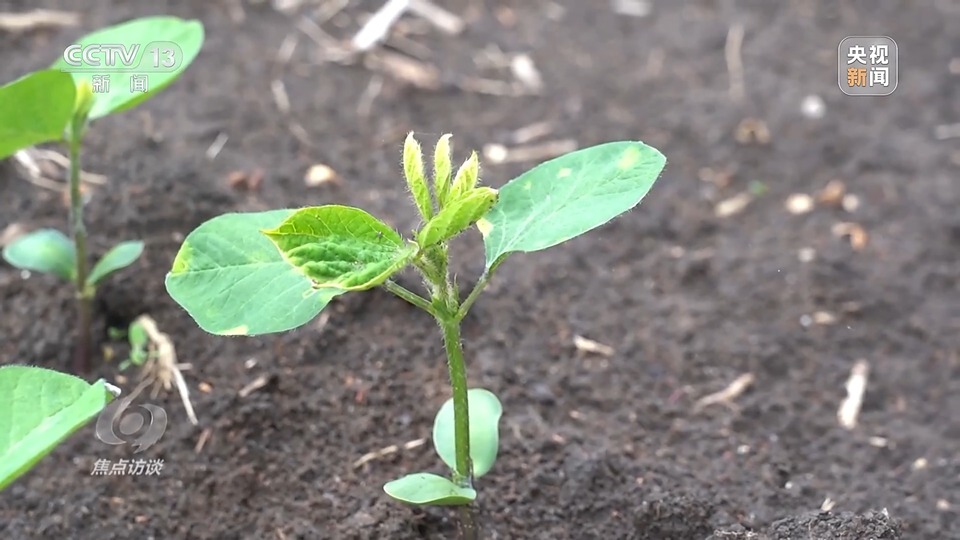 焦點訪談丨一粒良種 萬擔好糧 探索農作物高產高質“新密碼”