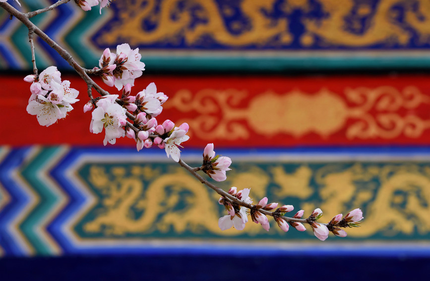 “云”賞桃花相映紅。紅橋區委宣傳部供圖