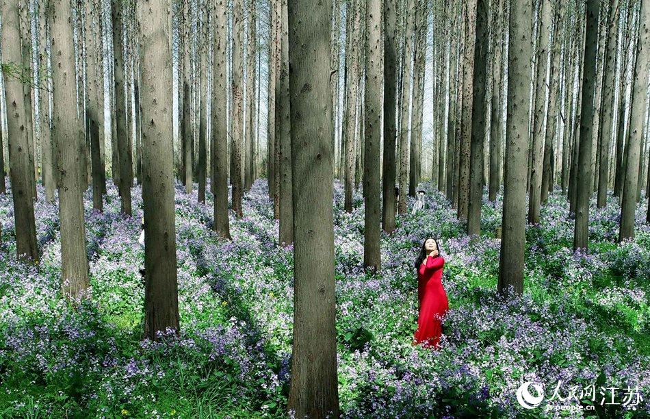 大地好像鋪上了夢幻般的地毯，分外迷人。陳義寶攝