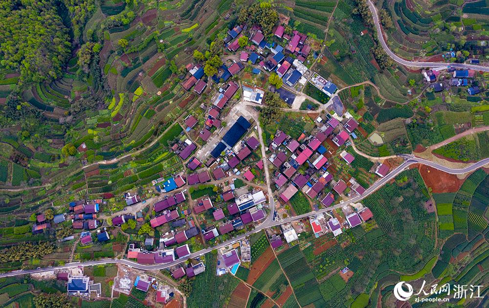 4月1日，紹興市新昌縣東茗鄉下巖貝村風光秀麗，茶園旖旎。人民網 章勇濤攝