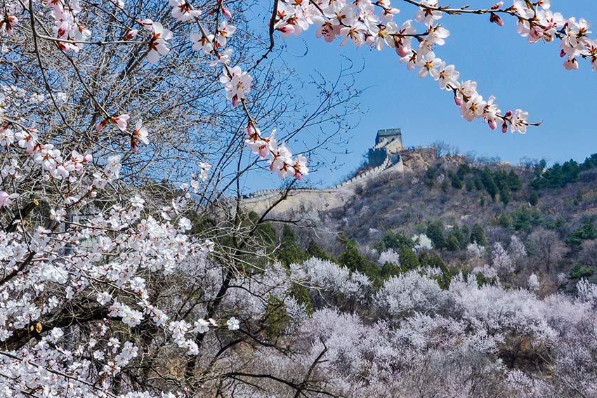 眼下，八達嶺長城內外春花爭艷。陸軍攝