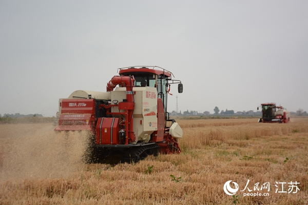 5月下旬，勝利圩高標準農田內，大型收割機作業。韋東寧攝