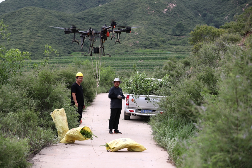 在石家莊市井陘縣吳家窯鄉長峪村荒山造林現場，一名無人機手操控無人機運輸樹苗。王保龍攝