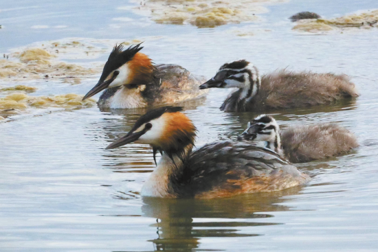 鳳頭鸊鷉。楊濤 攝