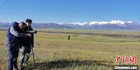 圖為工作人員正在進行黑頸鶴衛星跟蹤和環志工作。　祁連山國家公園青海省管理局供圖 攝
