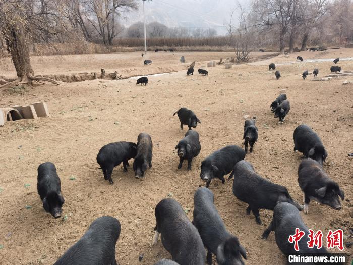 圖為藏香豬?！∑钤鲚?攝