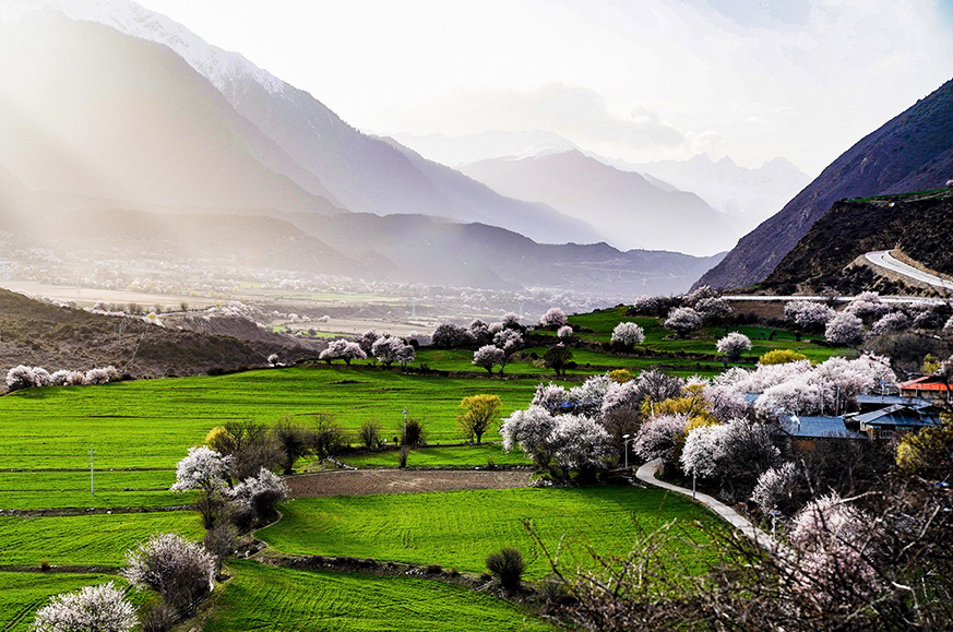 西藏林芝市波密縣傾多鎮八朵卡的田園風光（攝于4月5日）。新華網 達娃攝.jpg
