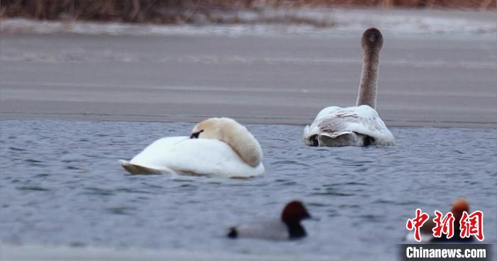圖為疣鼻天鵝水面休憩。　青海國家公園觀鳥協(xié)會供圖 攝