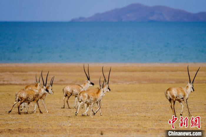 圖為西藏藏羚羊在色林錯湖邊覓食,隨著保護措施的不斷加強,如今西藏藏羚羊種群數量獲得恢復性增長。 江飛波 攝