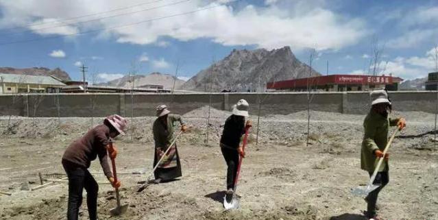 陜西林業實現抗沙臭柏常綠樹種“落地生根”阿里