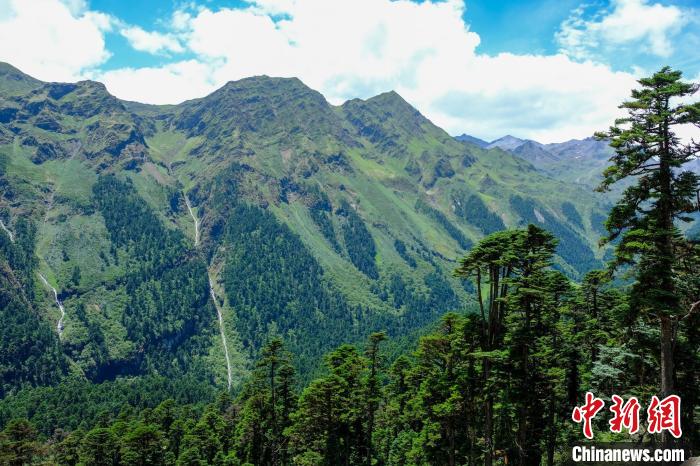 圖為西藏玉麥鄉森林資源。(資料圖) 江飛波 攝